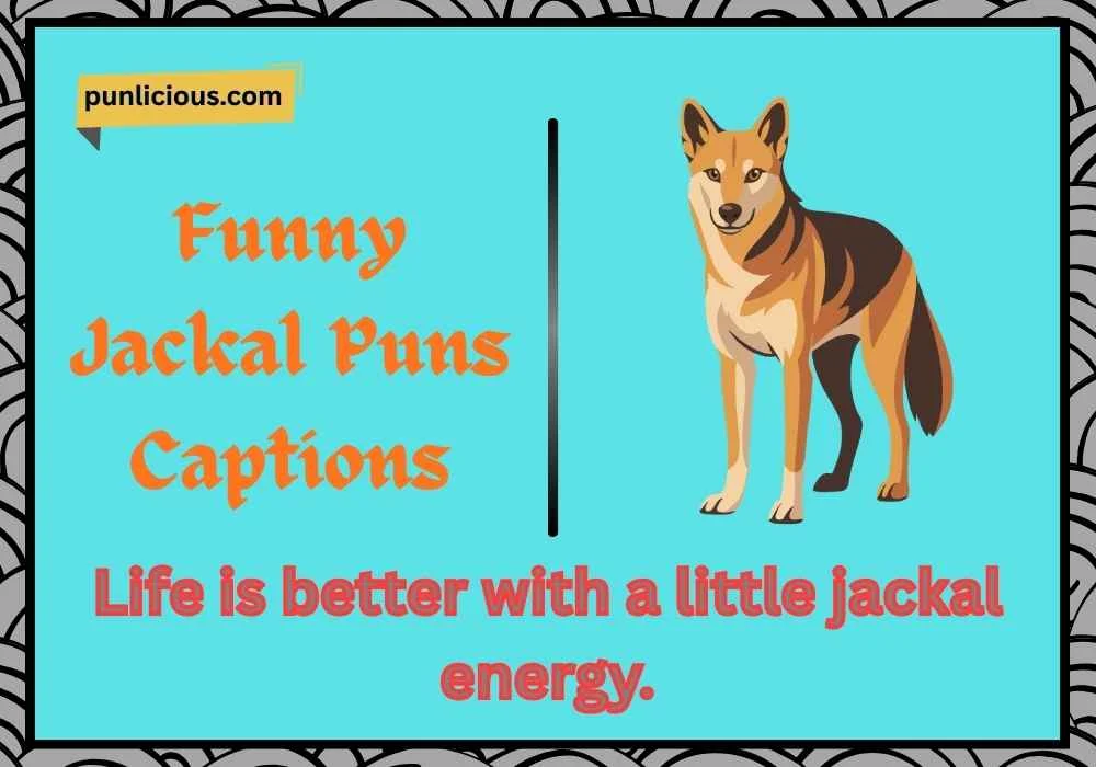 Funny Jackal Puns Captions
