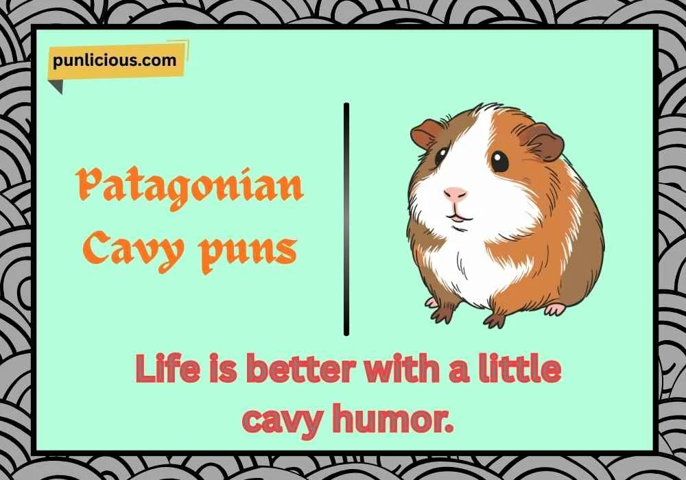 Patagonian Cavy puns