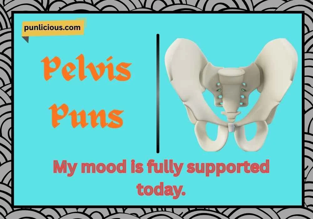 pelvis-puns