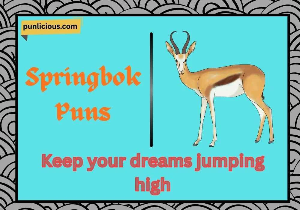 Springbok Puns